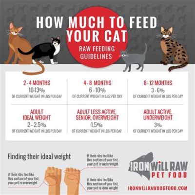 i ran out of cat food what can i feed my cat: Considering the scarcity of cat food, let’s explore various options to ensure your feline friend remains healthy and happy during this temporary shortage.